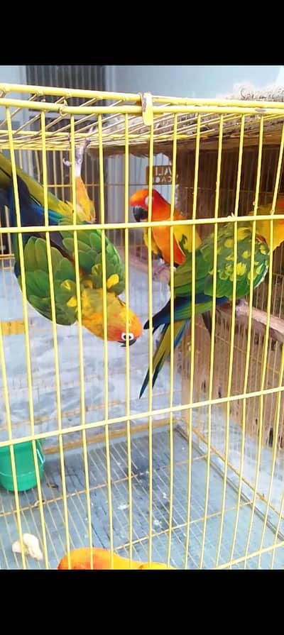 2 Pair Sun Conure With DNA