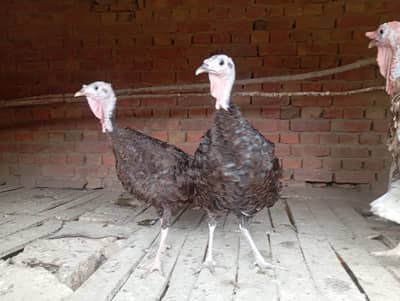 Turkey Breeders