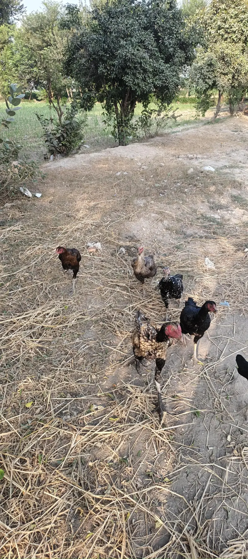 Home Bareed Aseel — photo 4