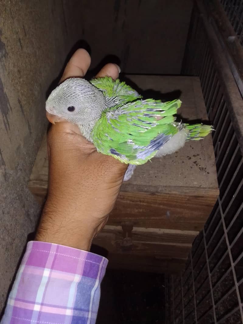 Green ringneck chick's 0