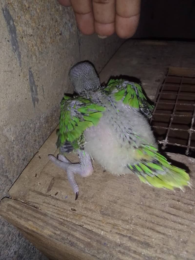 Green ringneck chick's 1