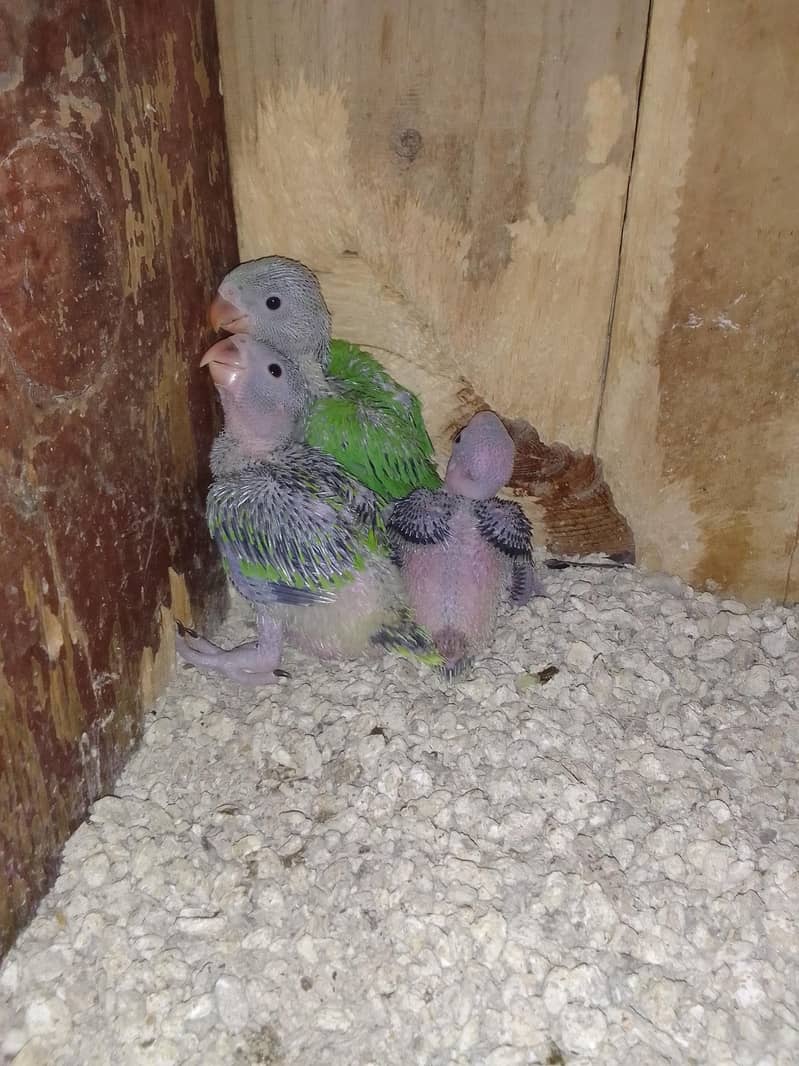 Green ringneck chick's 2