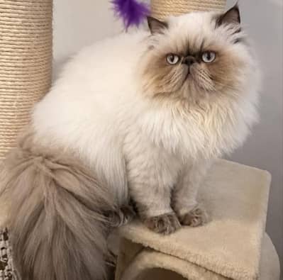 CFA Bloodline Piki Male For Stud Cross/ Matting /Services Not For Sell