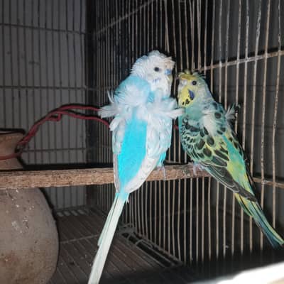 Hogoromo Breeder pair for sale