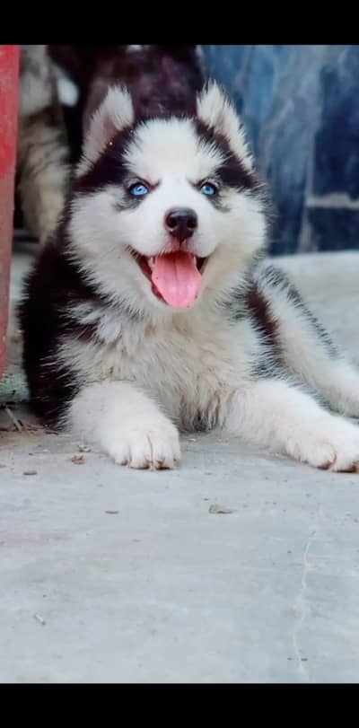 sibarian husky puppy WhatsApp 03485816804
