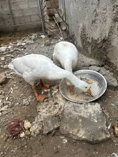 Ducks  pair