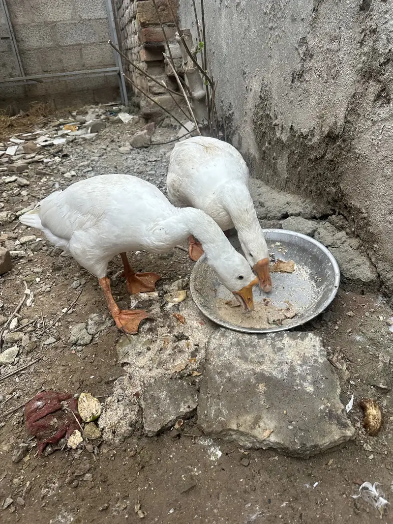 Ducks  pair — photo 2