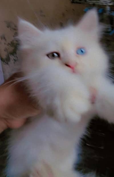 Persian Punch White Blue Eyes Cat Baby Male For Sale 0305.4364606