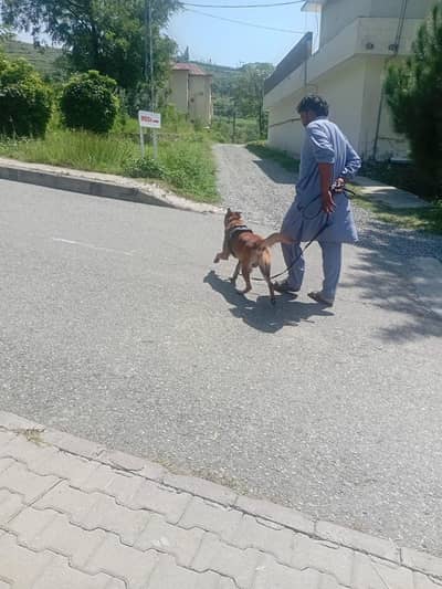Beligian Melonois (Professionally trained Sniffer Dogs)