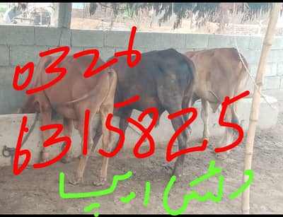 3 bacharaay 390 lac demand