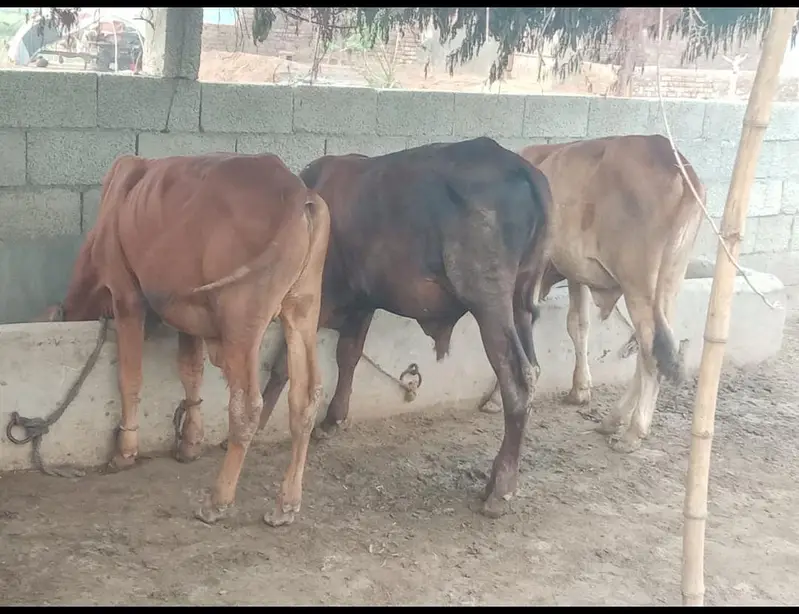 3 bacharaay 390 lac demand — photo 2