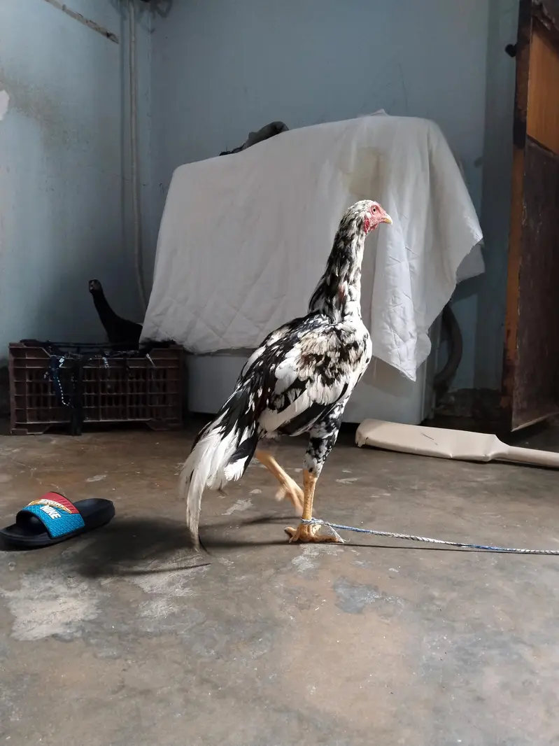 Aseel mianwali — photo 5