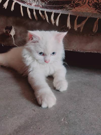 Persian Cat Triple Coat Blue Eyes