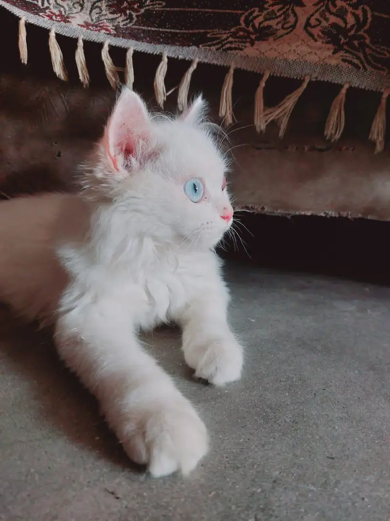 Persian Cat Triple Coat Blue Eyes — photo 2