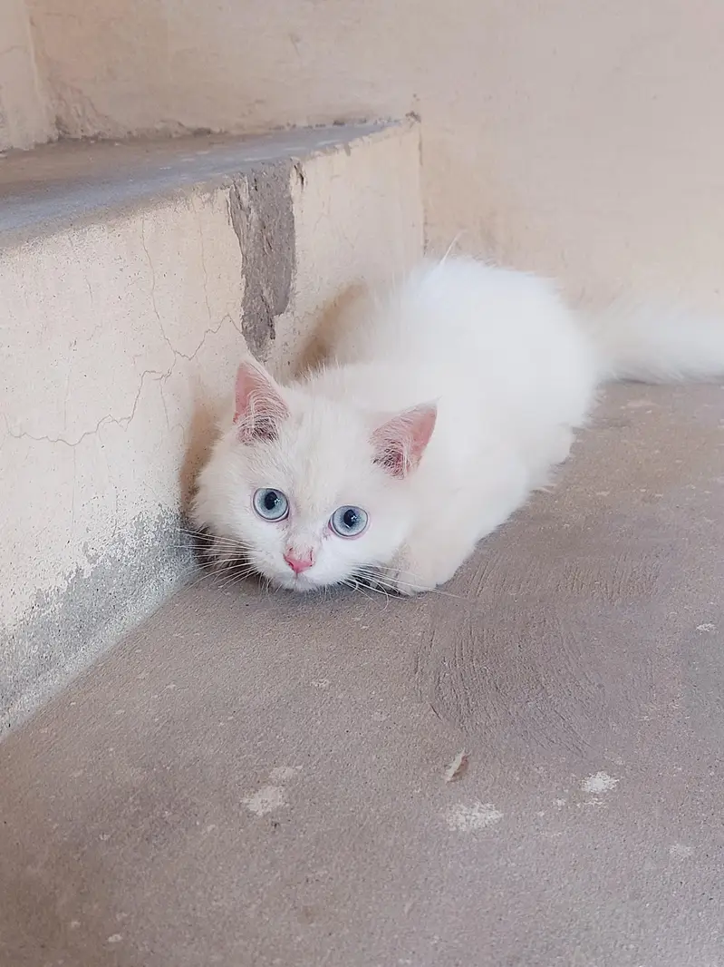 Persian Cat Triple Coat Blue Eyes — photo 3