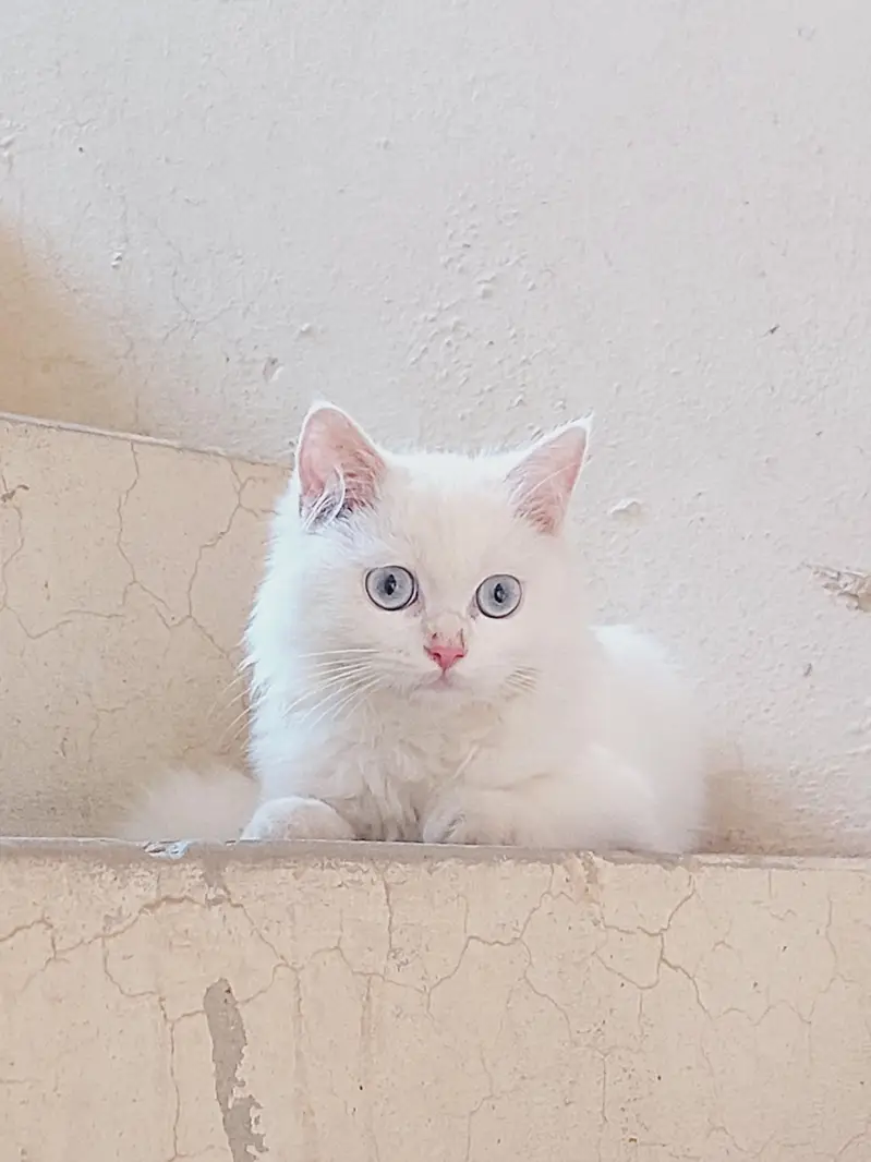 Persian Cat Triple Coat Blue Eyes — photo 4