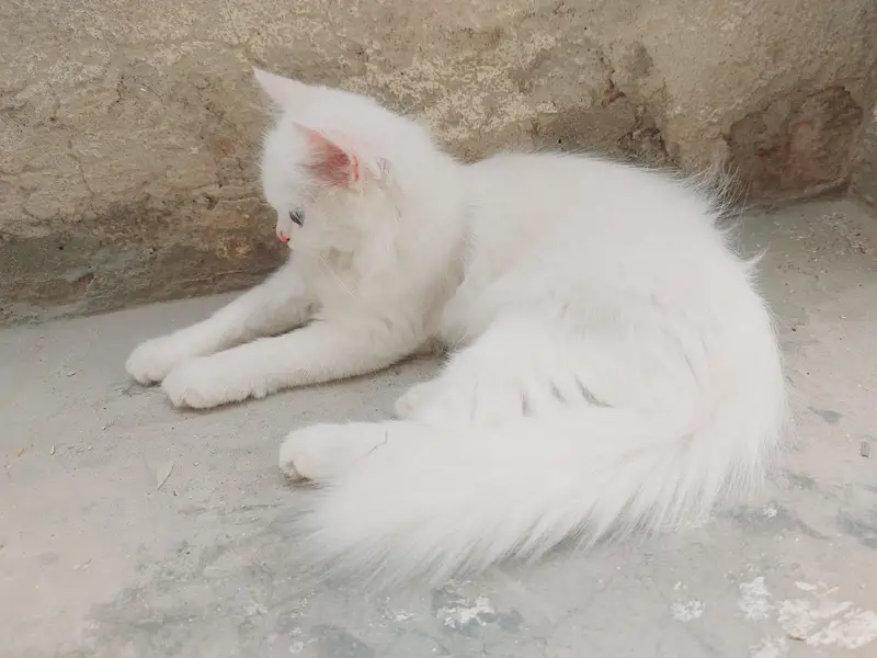 Persian Cat Triple Coat Blue Eyes — photo 5