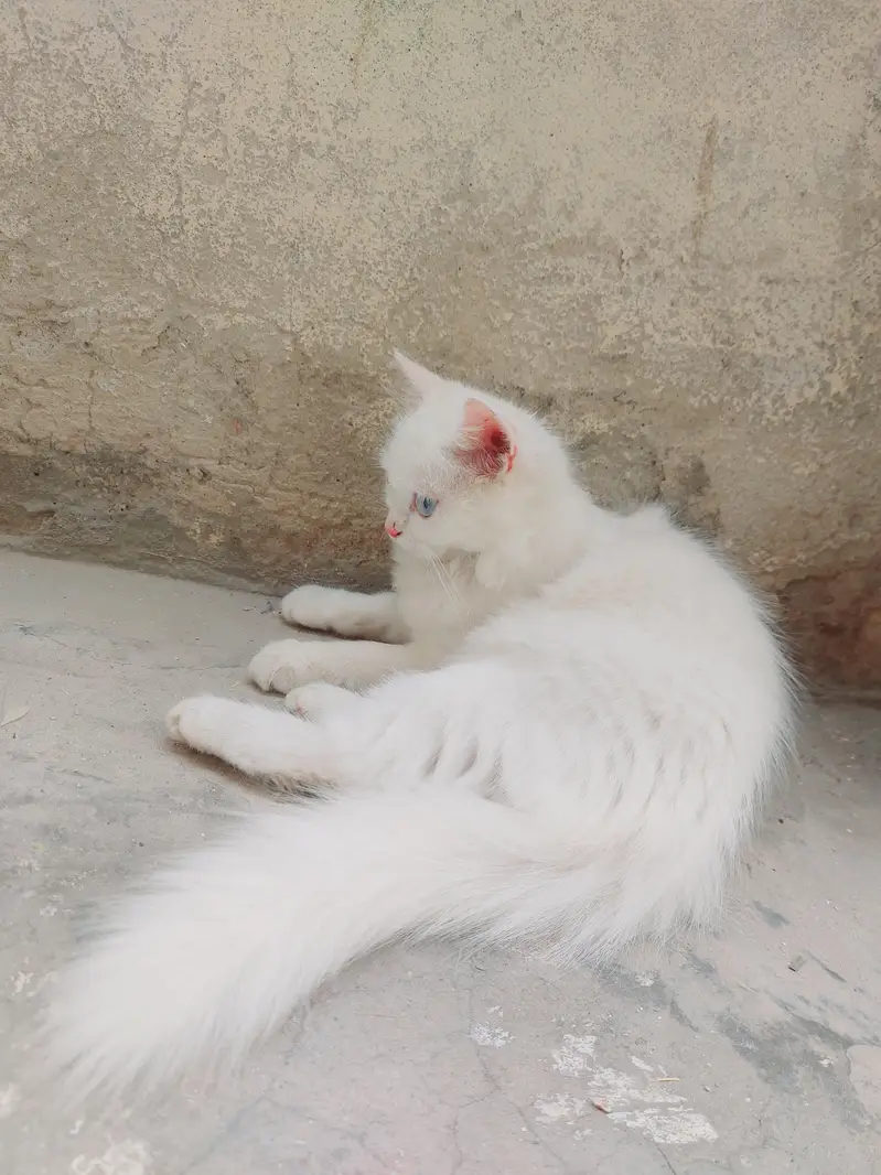 Persian Cat Triple Coat Blue Eyes — photo 6