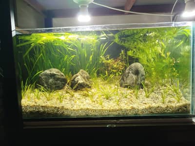 2ft planted aquarium