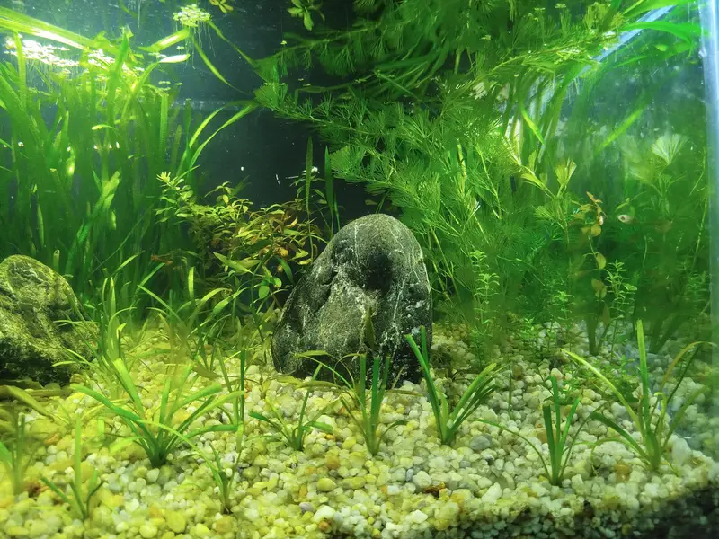 2ft planted aquarium — photo 2
