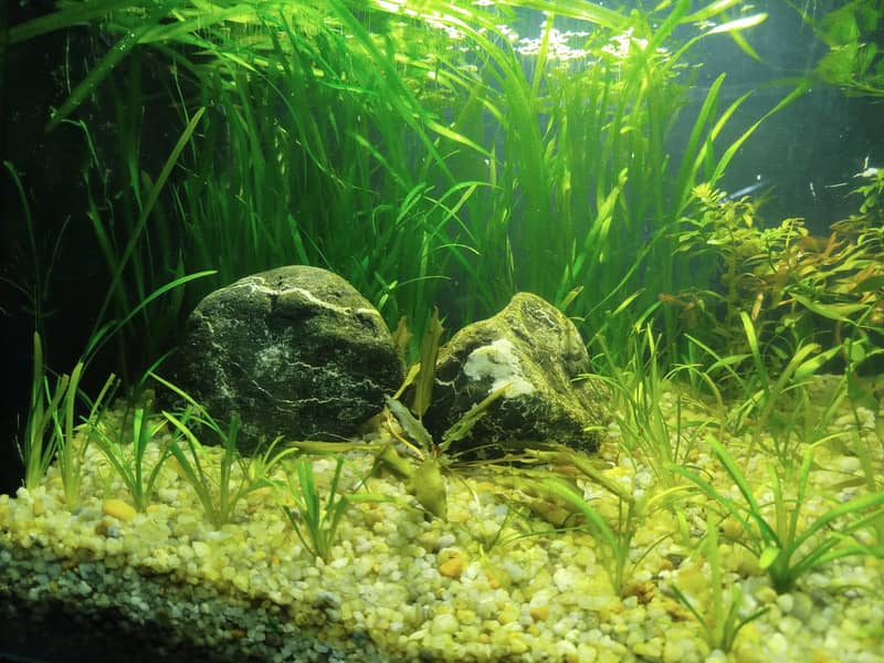 2ft planted aquarium 2