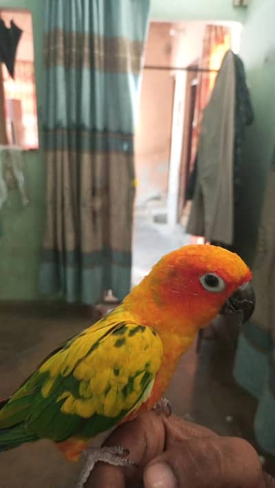 Sun conure