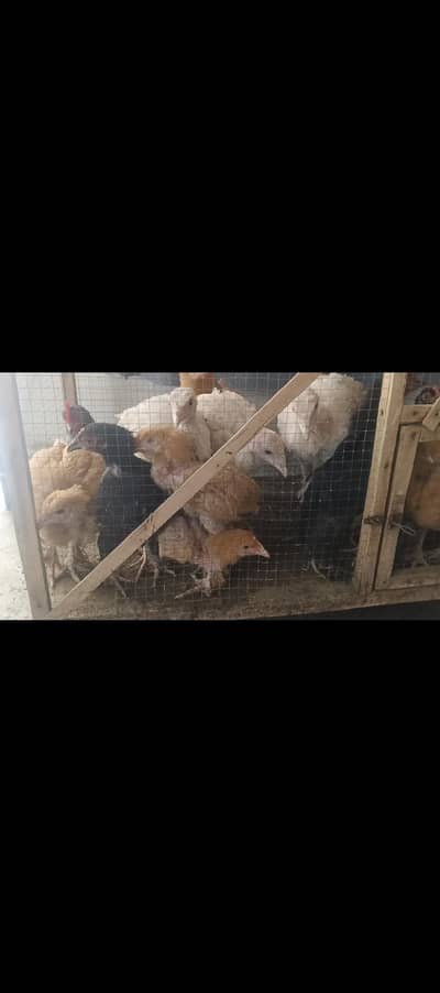 turkey, heavy buff, bentum chicks