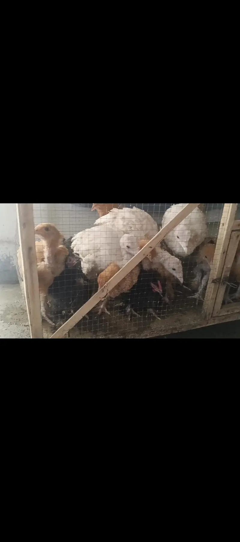 turkey, heavy buff, bentum chicks — photo 2