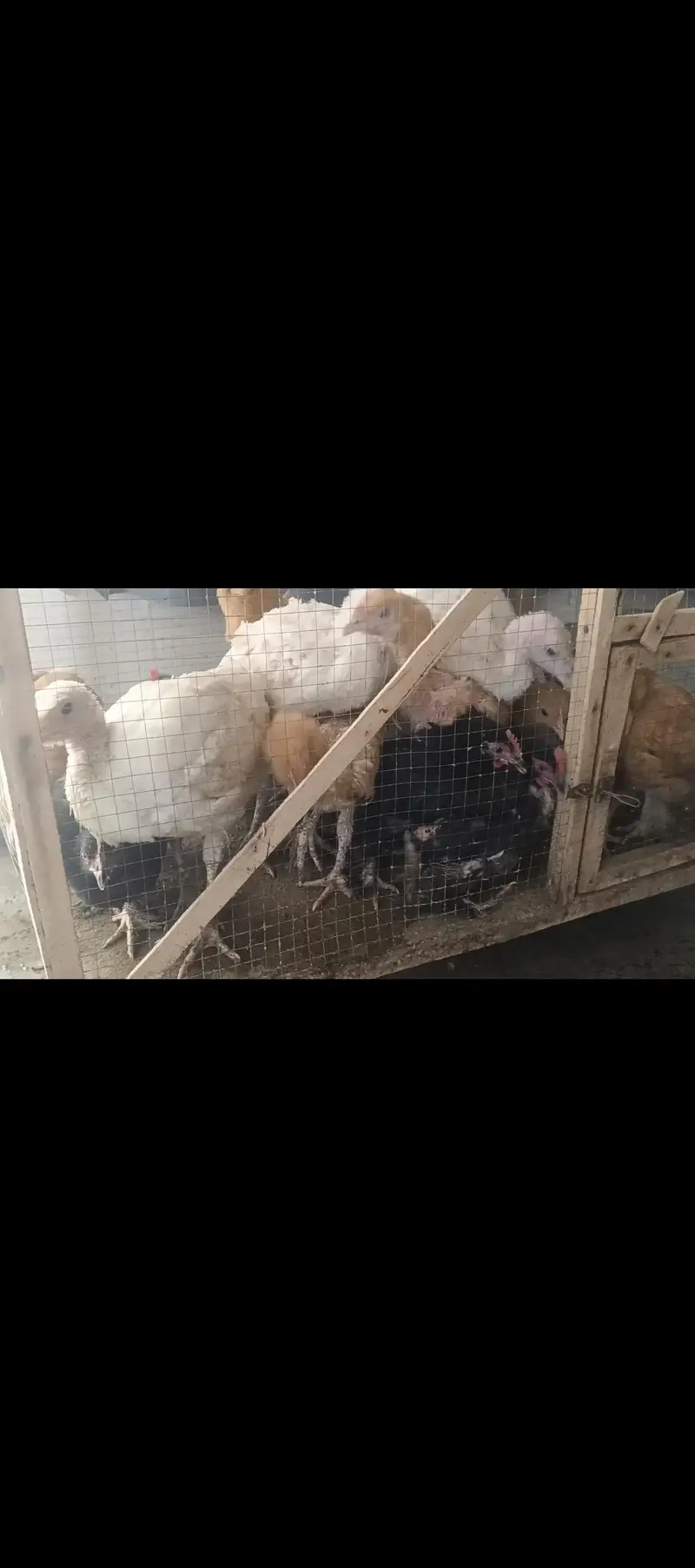 turkey, heavy buff, bentum chicks — photo 3