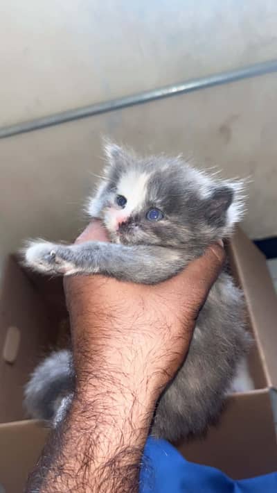 kitten for sale price 12k