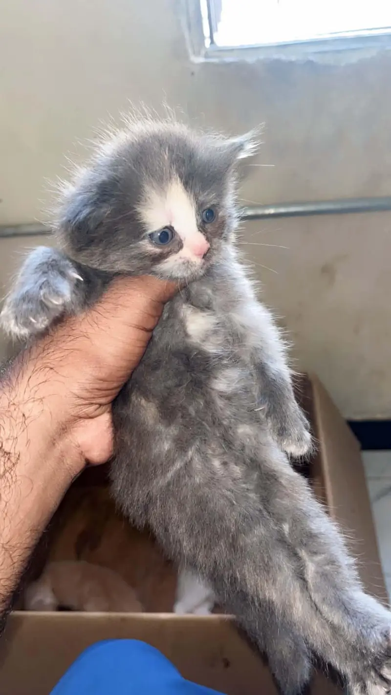 kitten for sale price 12k — photo 2