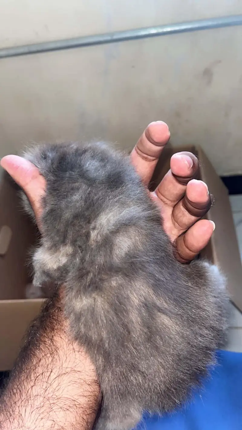 kitten for sale price 12k — photo 3