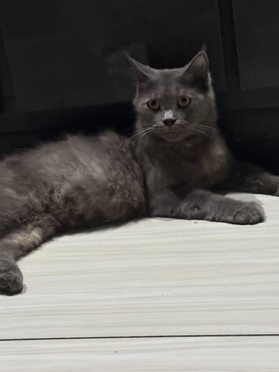 Cat for adoption with kids