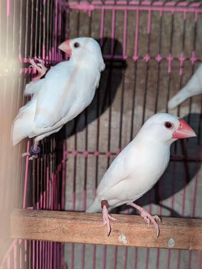 white java finch