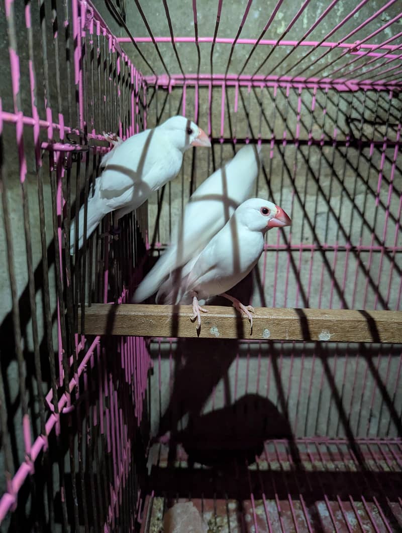 white java finch 1