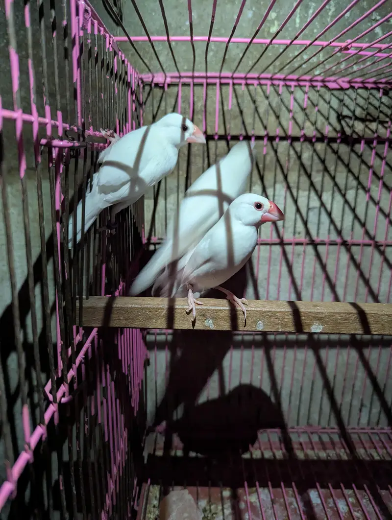 white java finch — photo 2