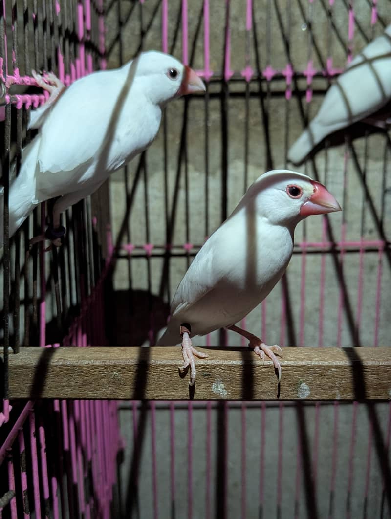 white java finch 2