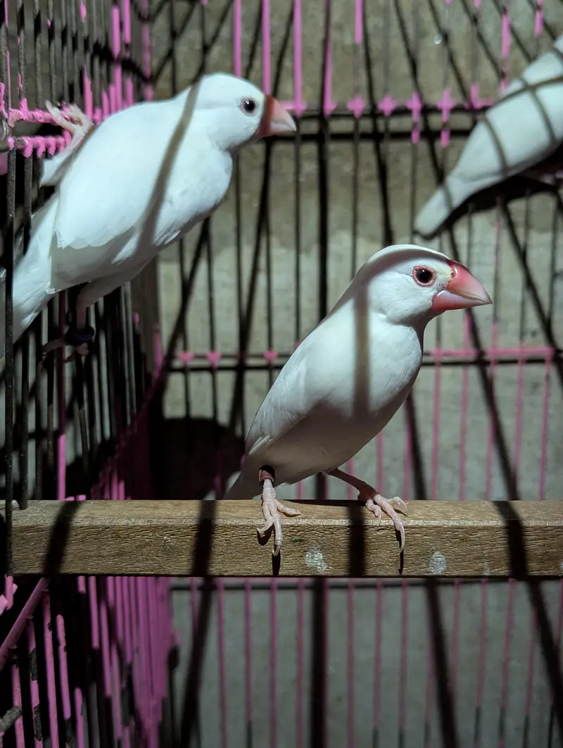 white java finch — photo 3
