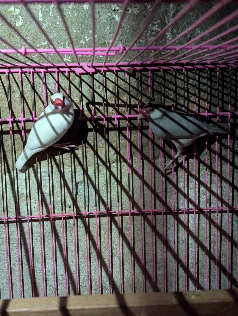 white java finch 3