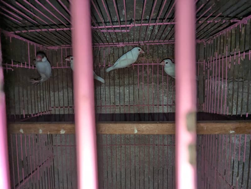 white java finch 4