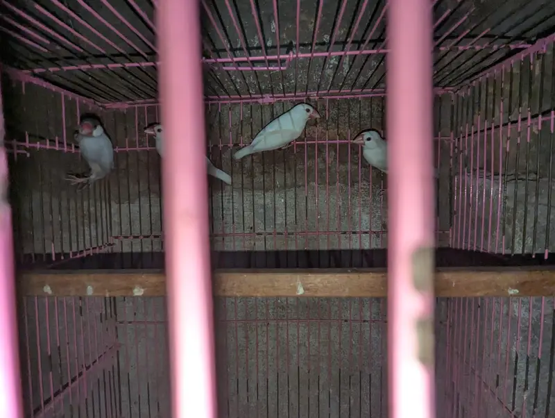 white java finch — photo 5