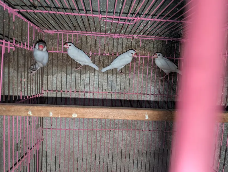 white java finch — photo 8
