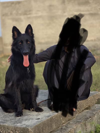 Huge size Black gsd female