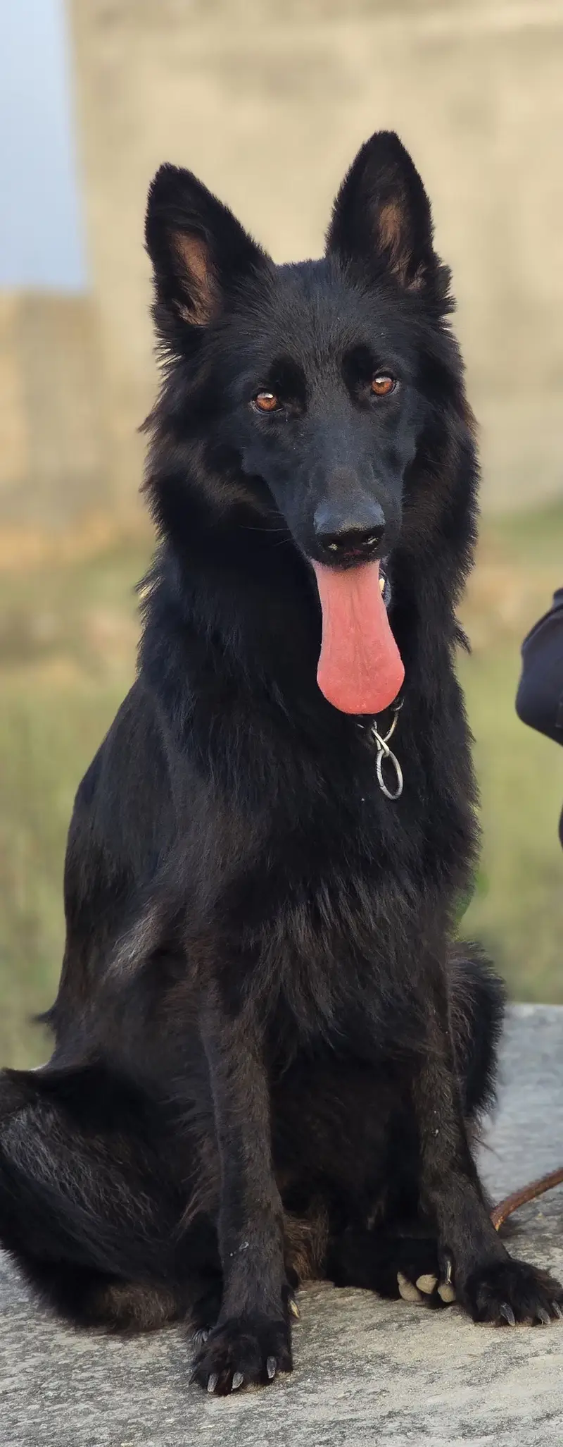 Huge size Black gsd female — photo 2