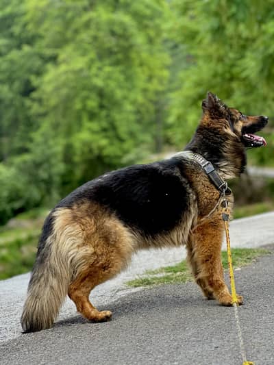 Healthy & Active Dog - 18 Months Old (Vaccinated)