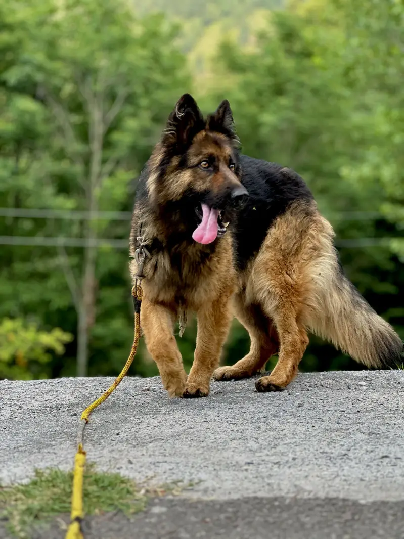 Healthy & Active Dog - 18 Months Old (Vaccinated) — photo 2
