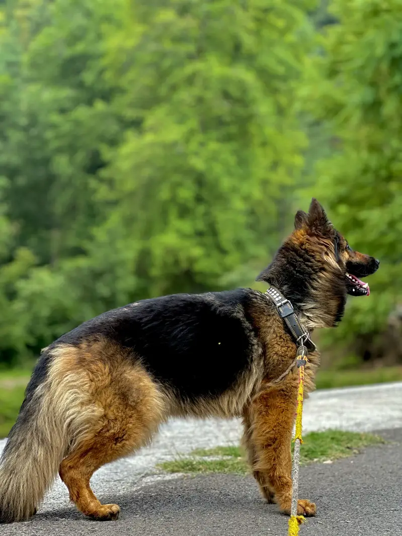 Healthy & Active Dog - 18 Months Old (Vaccinated) — photo 3