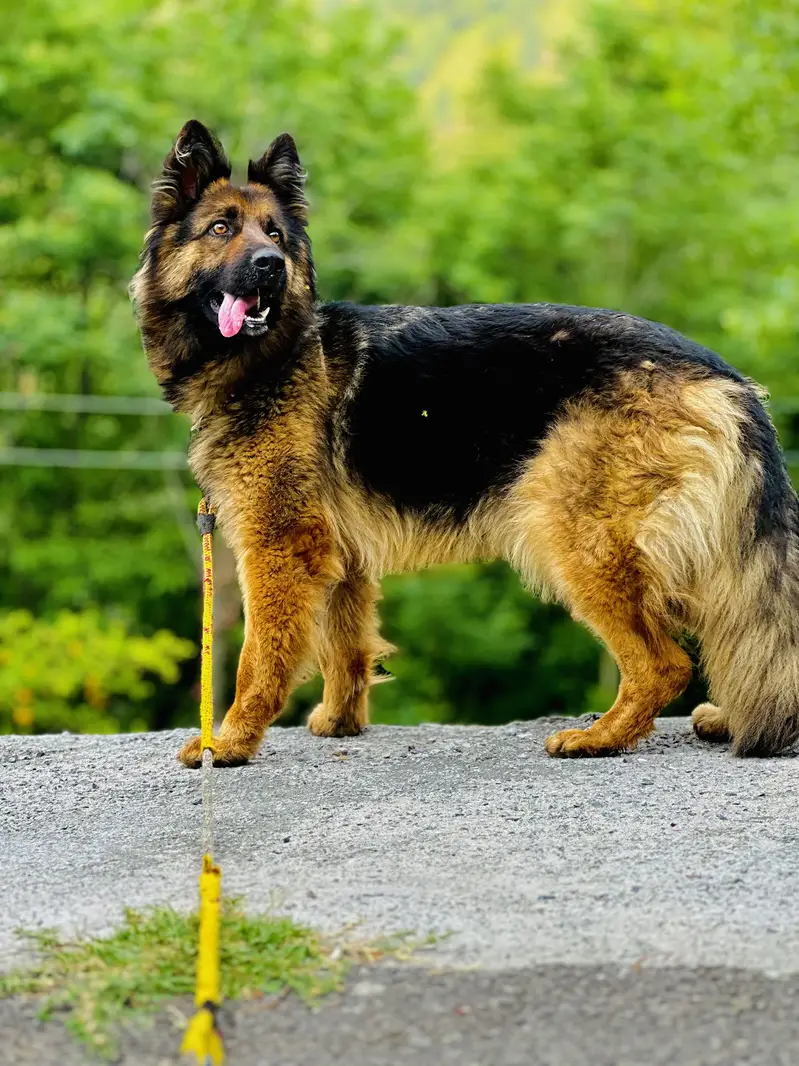 Healthy & Active Dog - 18 Months Old (Vaccinated) — photo 4