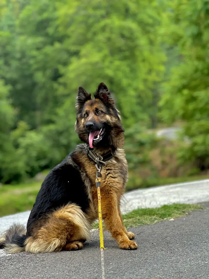 Healthy & Active Dog - 18 Months Old (Vaccinated) — photo 5