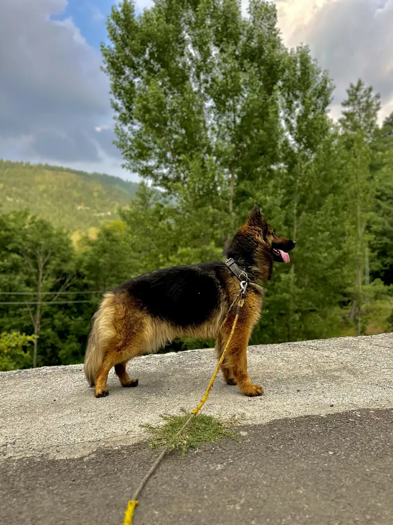 Healthy & Active Dog - 18 Months Old (Vaccinated) — photo 6